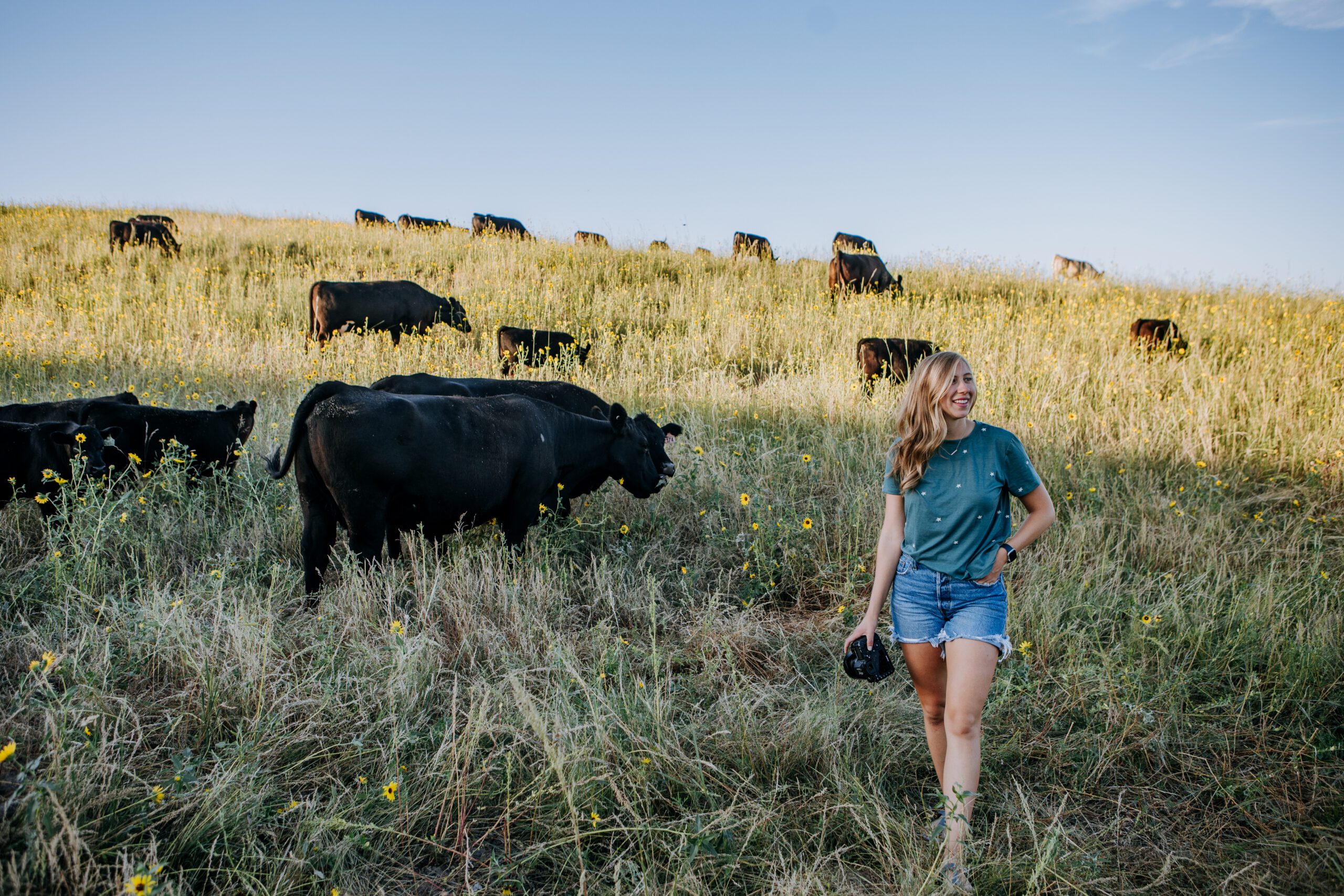 photographer walking through a pasture with cattle